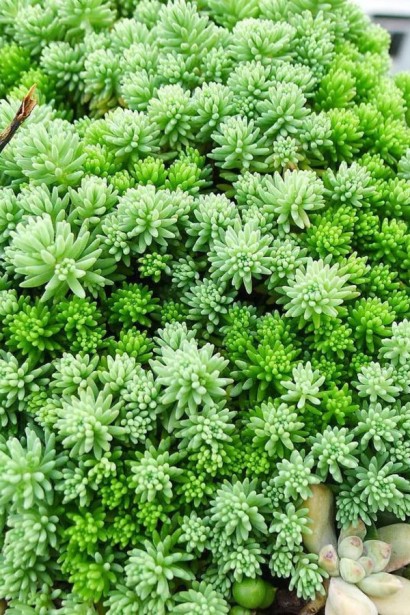 Очиток лидийский | Очиток лідійський | Sedum lydium